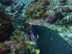 Gobioclinus dendriticus