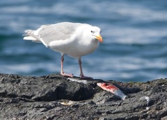 Hyperprosopon ellipticum