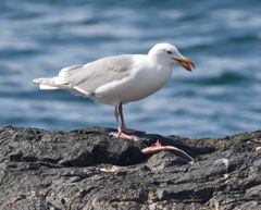 Hyperprosopon ellipticum