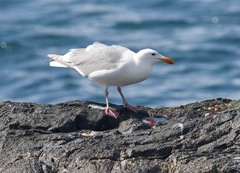 Hyperprosopon ellipticum