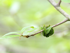 Dryocosmus floridensis