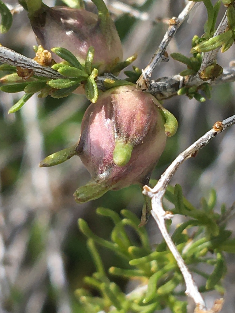 Aciurina michaeli