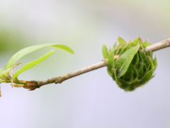 Dryocosmus floridensis