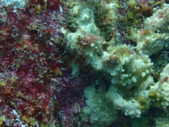 Lepidonectes corallicola