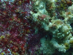 Lepidonectes corallicola