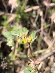 Acmispon micranthus