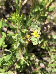 Acmispon micranthus