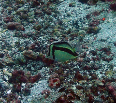 Prognathodes falcifer