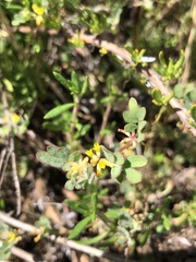 Acmispon micranthus