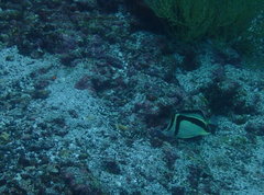 Prognathodes falcifer