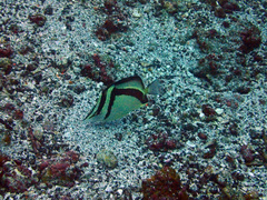 Prognathodes falcifer