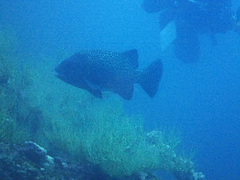 Oplegnathus insignis