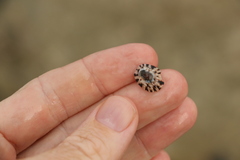 Cellana radiata