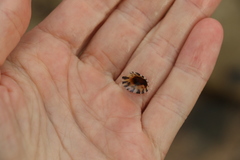 Cellana radiata