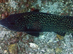 Oplegnathus insignis