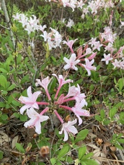 Rhododendron atlanticum