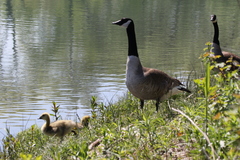 Branta canadensis