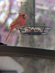 Cardinalis cardinalis