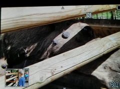 Deltapapillomavirus one