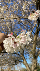 Prunus serrulata