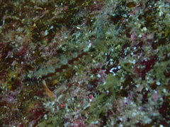 Lepidonectes corallicola