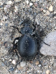 Calosoma luxatum