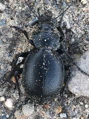 Calosoma luxatum
