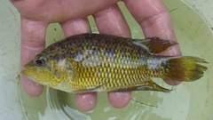 Monarch Cichlid photo 3