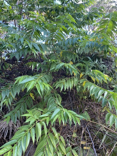 Foto de Trema micrantha micrantha