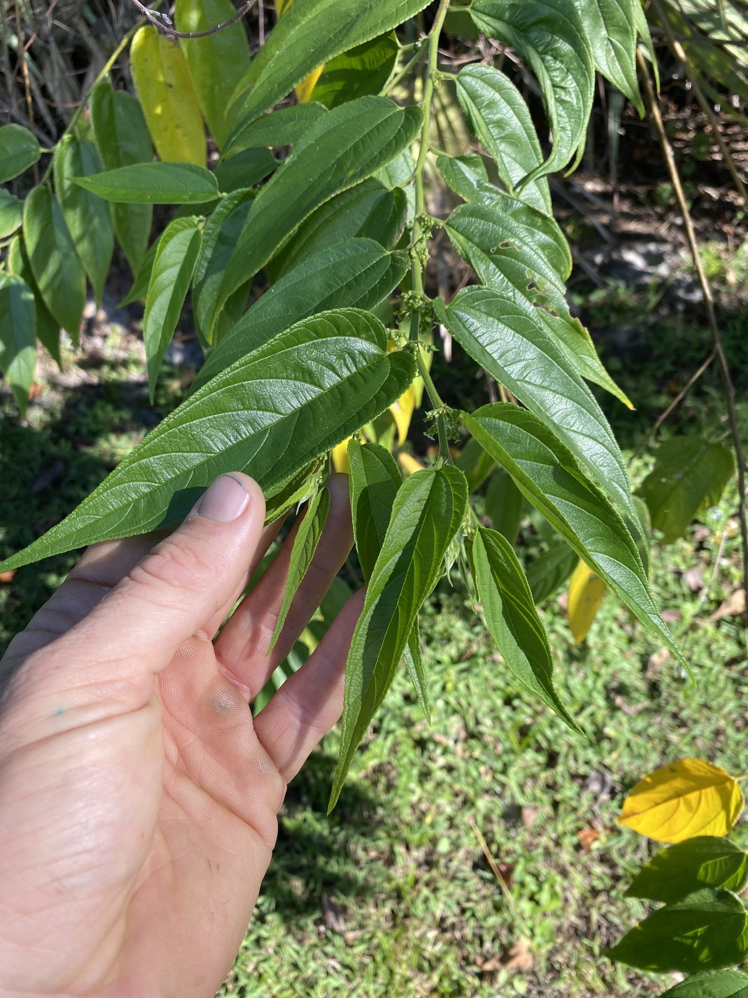 <em class="gbifHl">Trema micrantha micrantha</em>