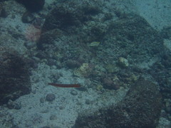 Plagiotremus azaleus