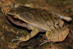 Plethodontohyla notosticta