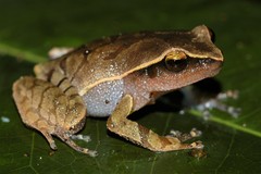 Plethodontohyla notosticta
