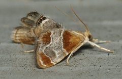Chalcoela pegasalis