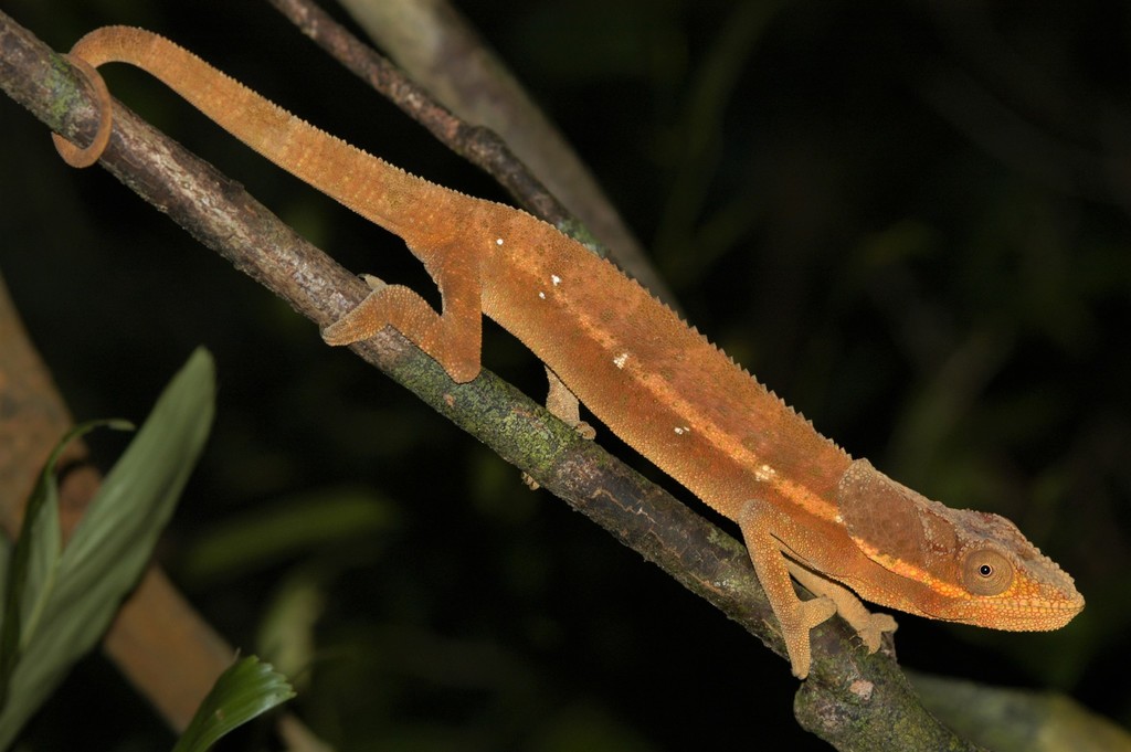 Hooded Chameleon
