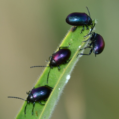 Freudeita cupripennis