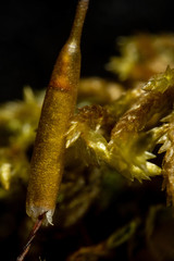 Encalypta rhaptocarpa