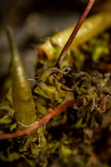 Encalypta rhaptocarpa