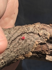 Trombidium
