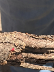 Trombidium