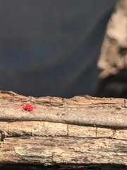 Trombidium