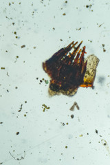 Encalypta rhaptocarpa