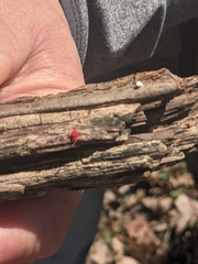 Trombidium