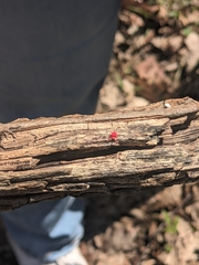 Trombidium