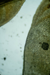 Encalypta rhaptocarpa