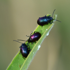 Freudeita cupripennis