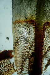 Encalypta rhaptocarpa