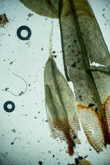 Encalypta rhaptocarpa