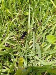 Pompilocalus vinicolor