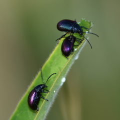 Freudeita cupripennis